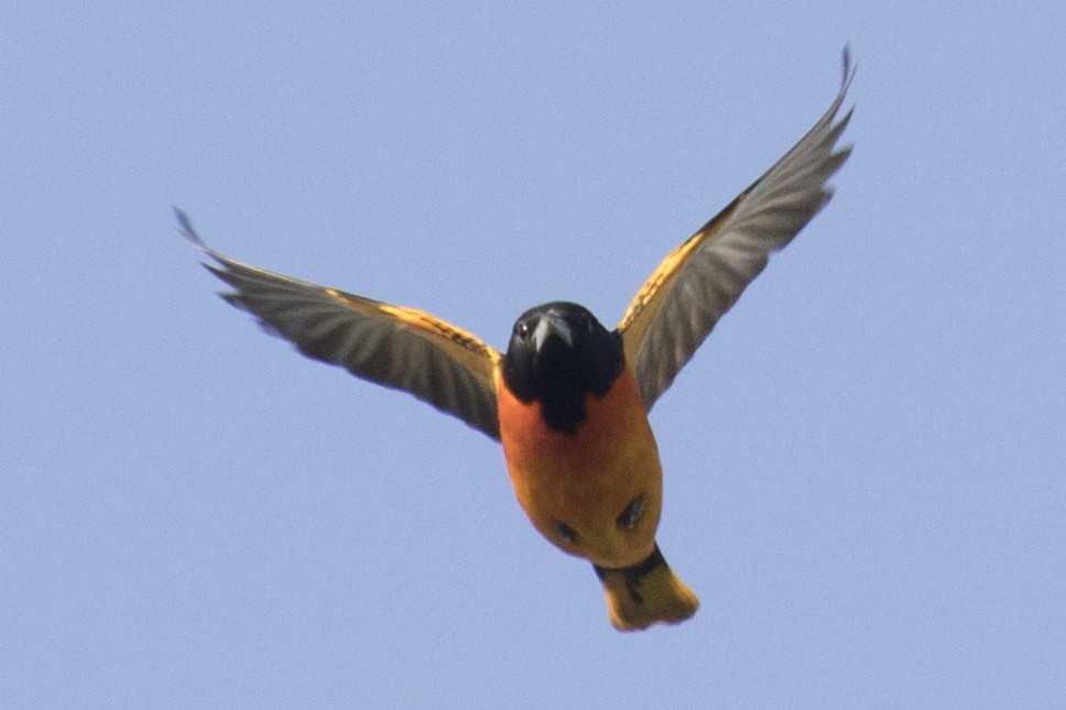Baltimore Oriole - ML99127601