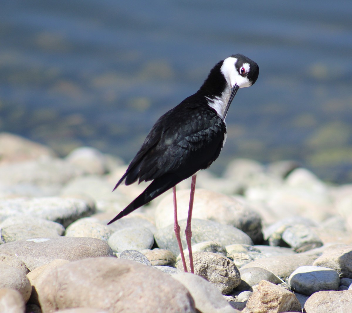 Black-necked Stilt - ML99127621