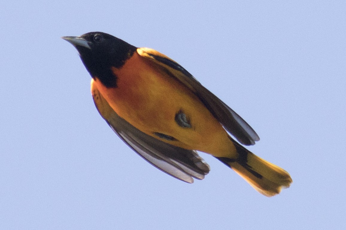 Baltimore Oriole - ML99127631