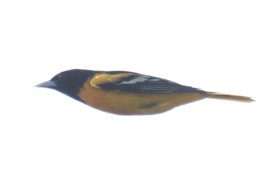 Baltimore Oriole - ML99127661