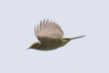 Prairie Warbler - ML99127821