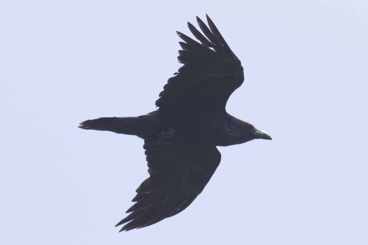 Common Raven - ML99128281