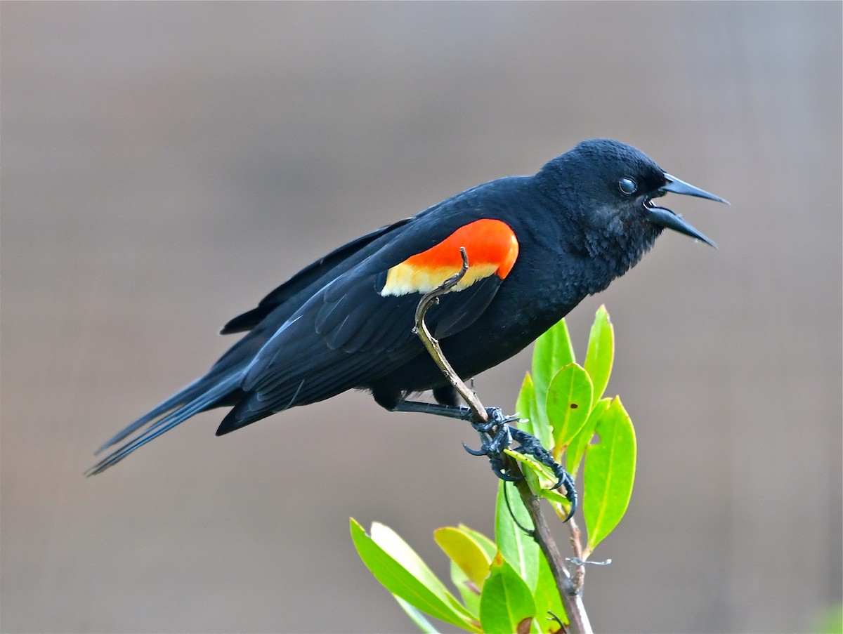 Red-winged Blackbird - ML99128601