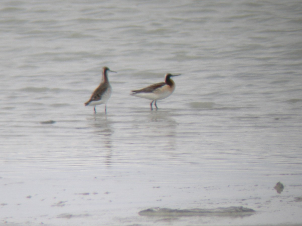 Wilson's Phalarope - Kevin Glueckert