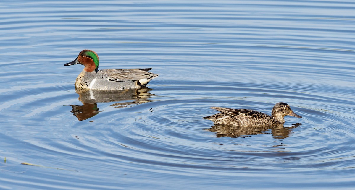 Green-winged Teal - ML99130211