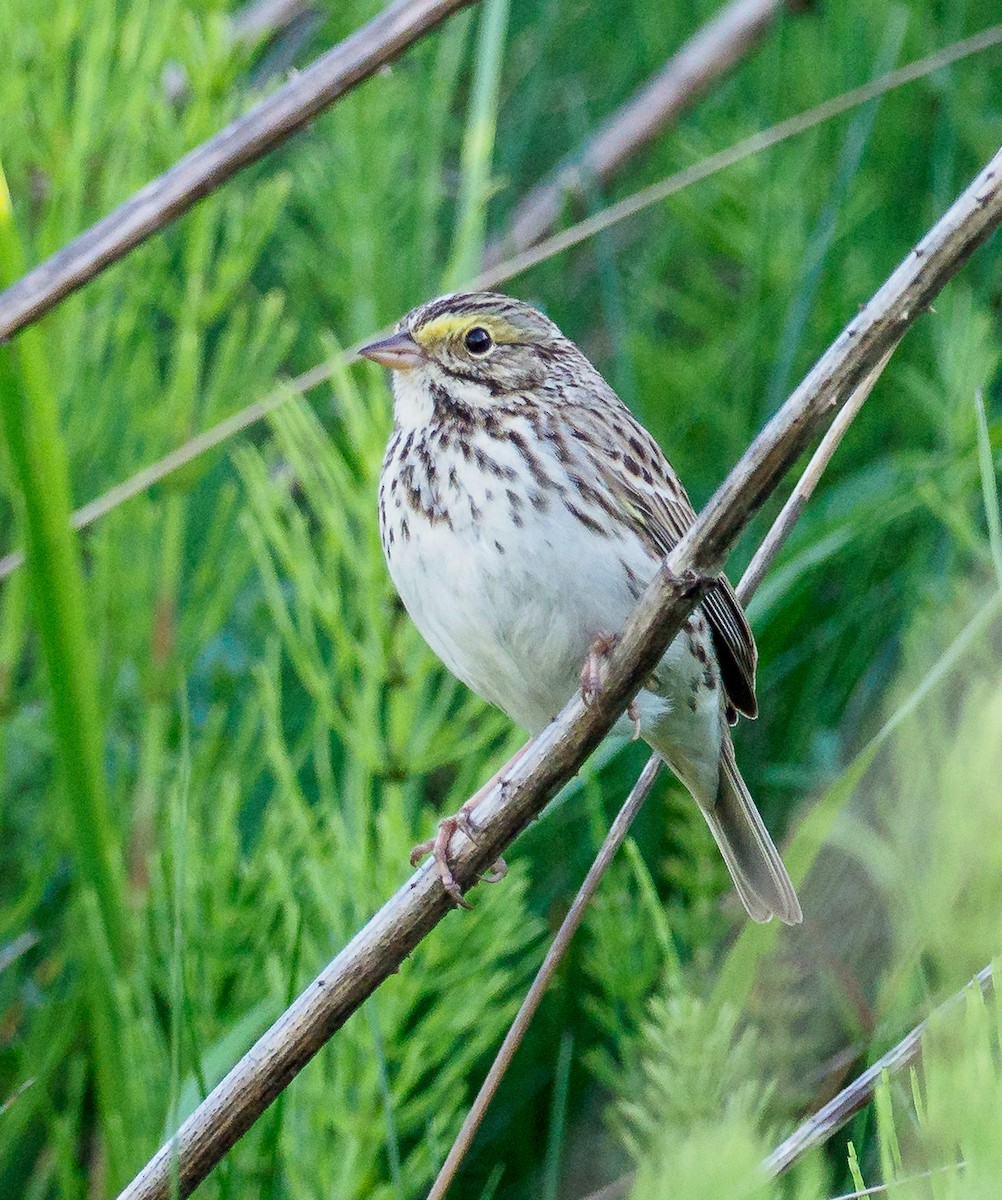 Savannah Sparrow - ML99130271