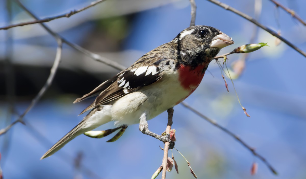 Rose-breasted Grosbeak - shawn mason
