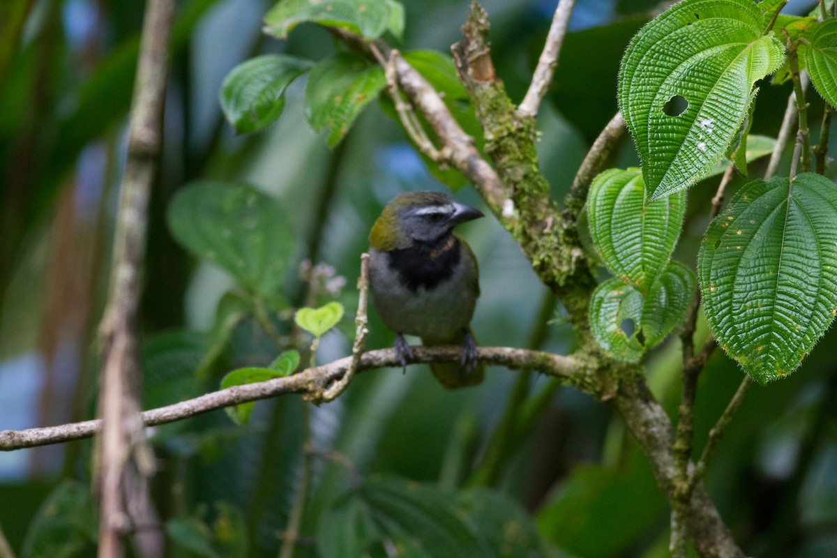 Buff-throated Saltator - ML99132131