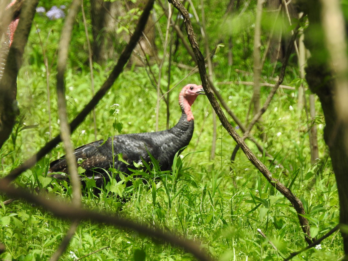 Wild Turkey - ML99135521