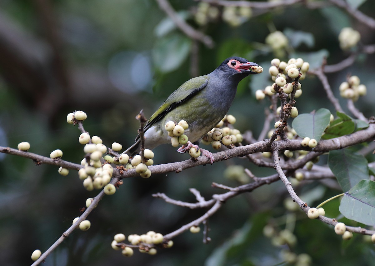 Australasian Figbird - Chris Barnes