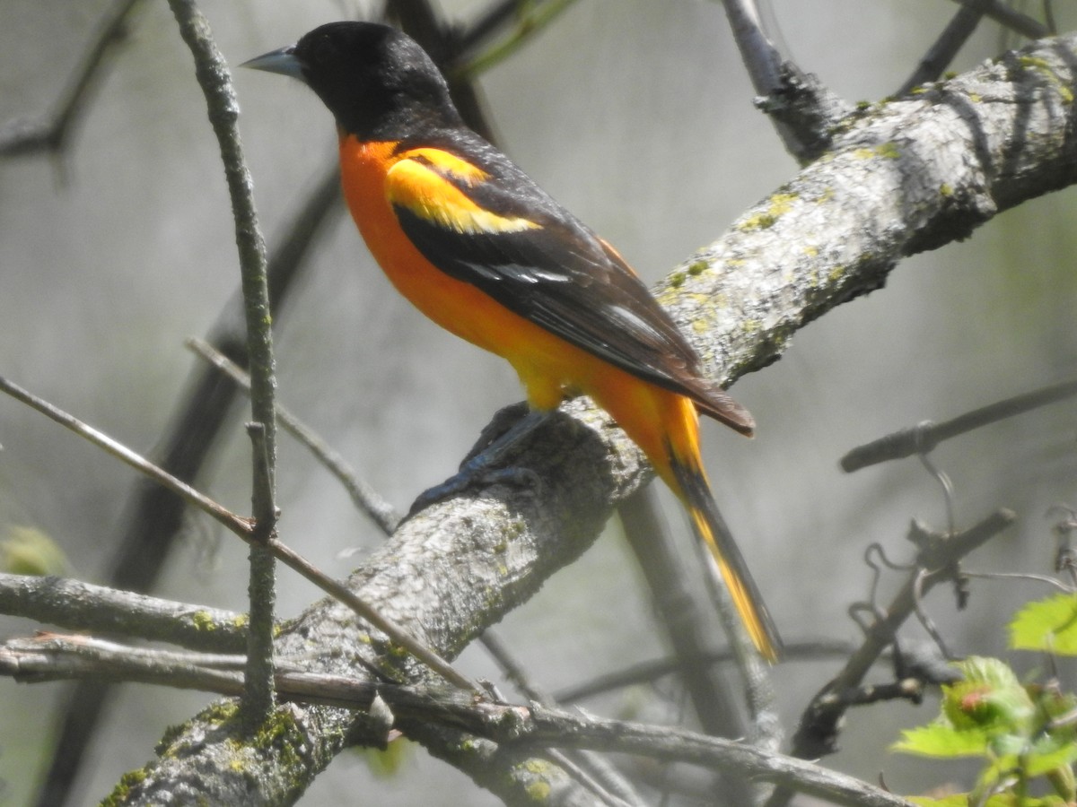 Baltimore Oriole - ML99135961