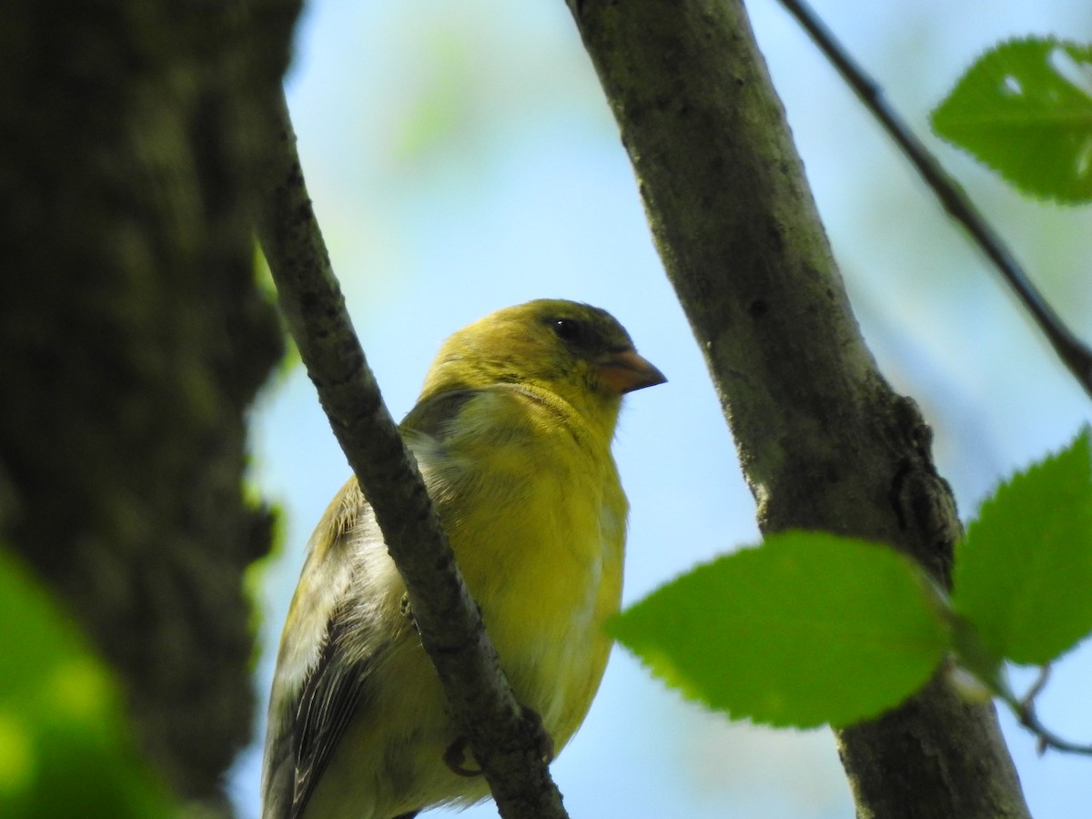 American Goldfinch - ML99136051