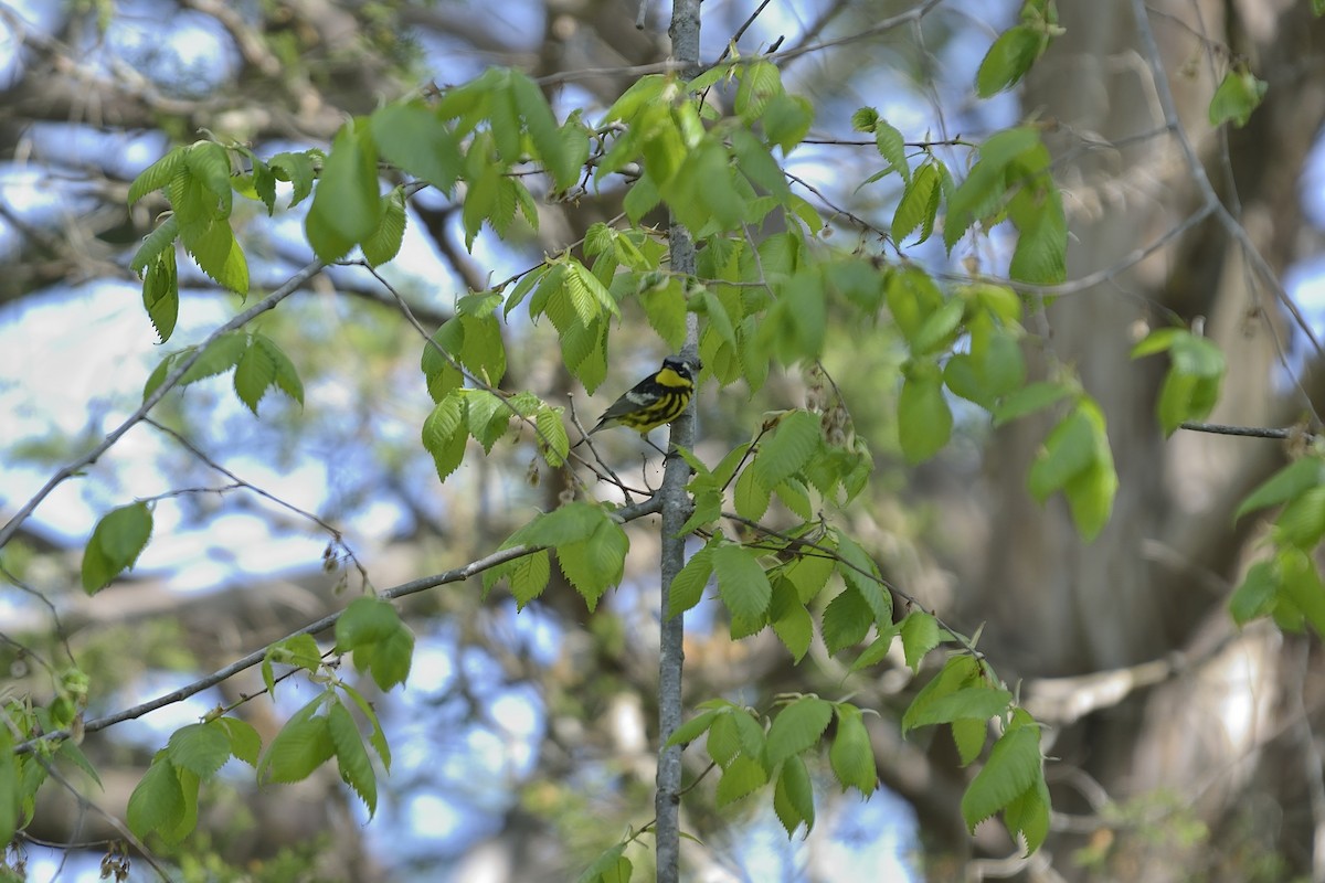 Magnolia Warbler - ML99137431