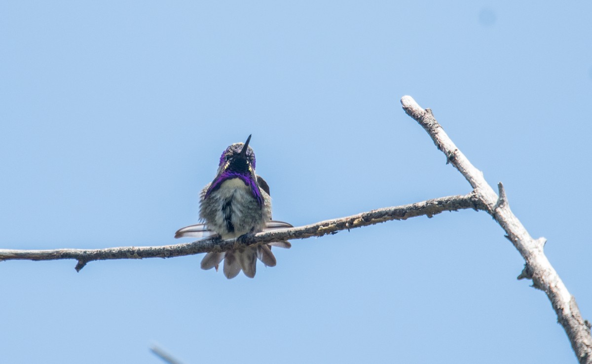 Costa's Hummingbird - ML99137621