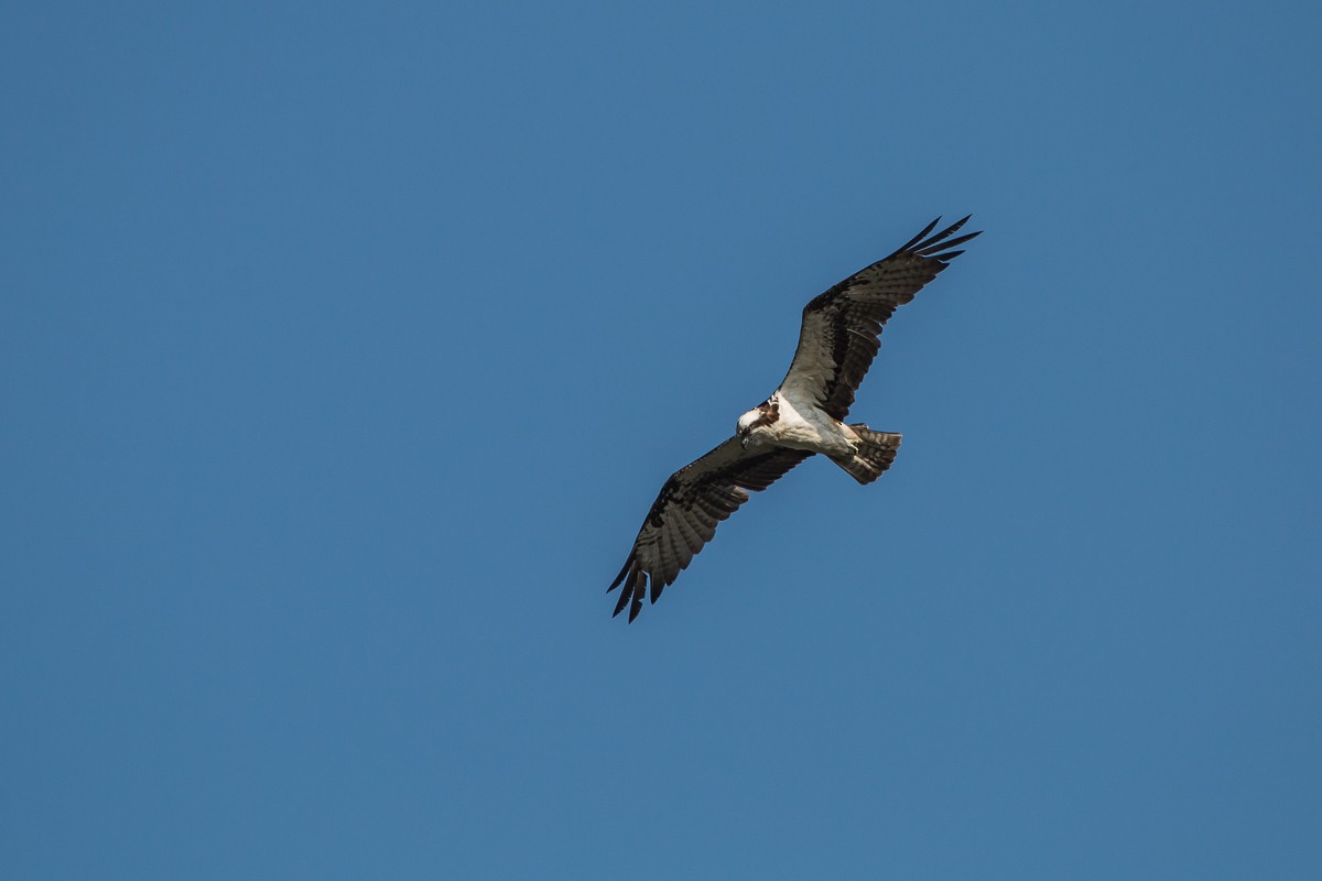 Osprey - ML99138201