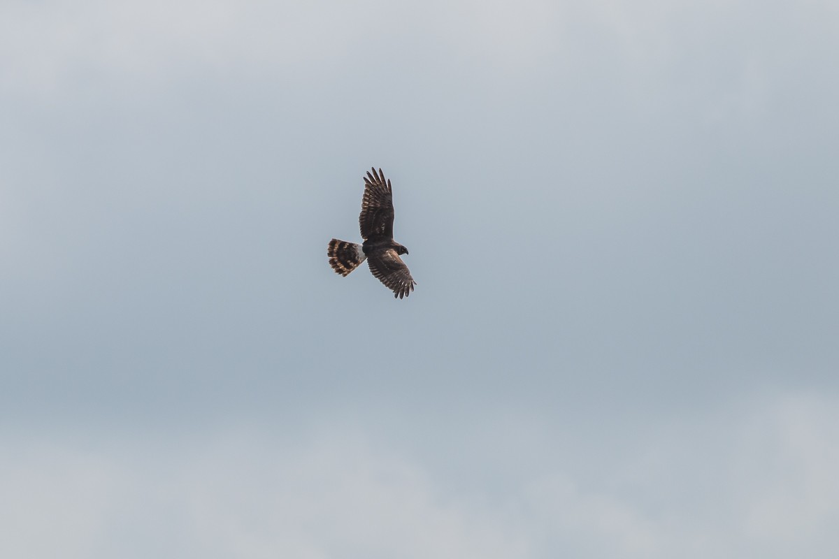 Northern Harrier - Charlene Fortner