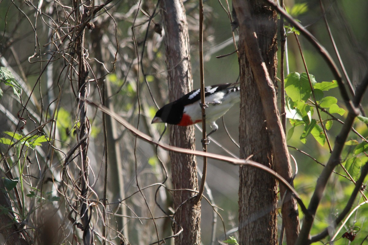Rose-breasted Grosbeak - ML99139251
