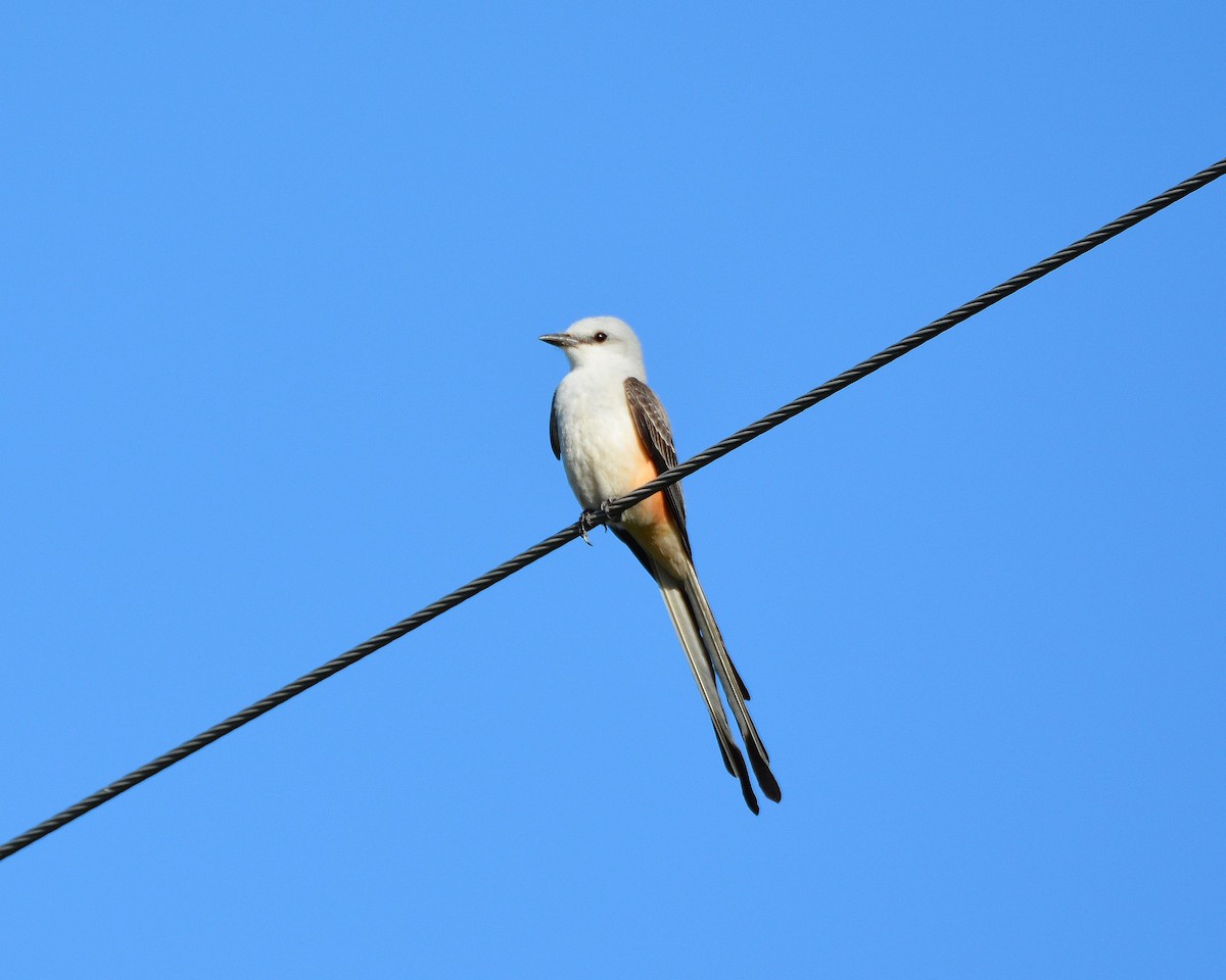 Scissor-tailed Flycatcher - Sharon Lynn