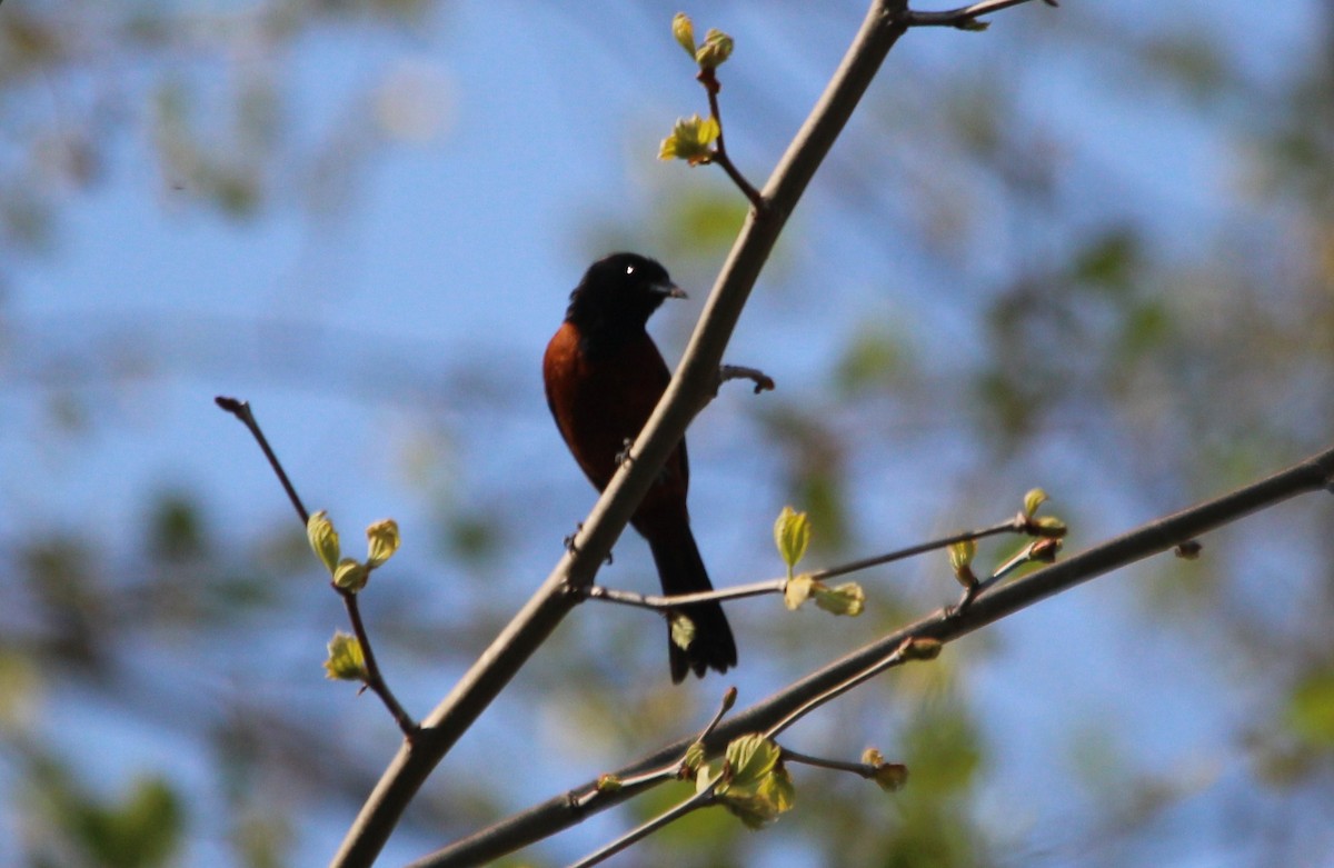 Orchard Oriole - ML99139461