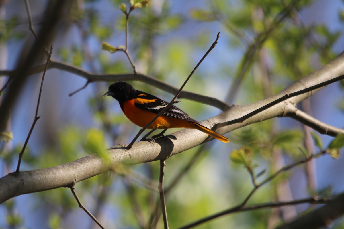 Baltimore Oriole - ML99139631