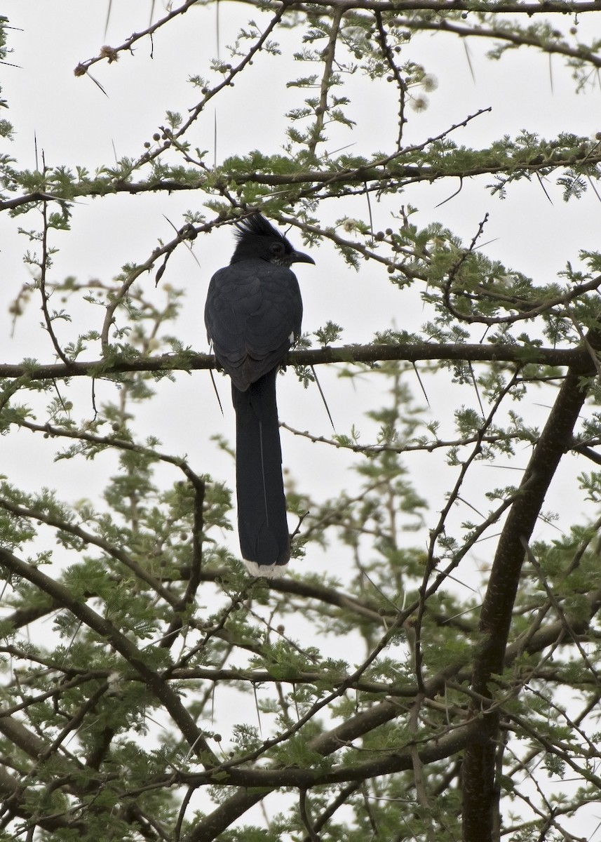 Pied Cuckoo - ML99141451