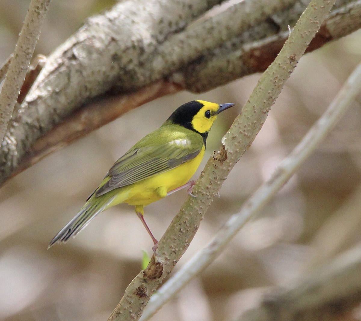 Hooded Warbler - ML99142531