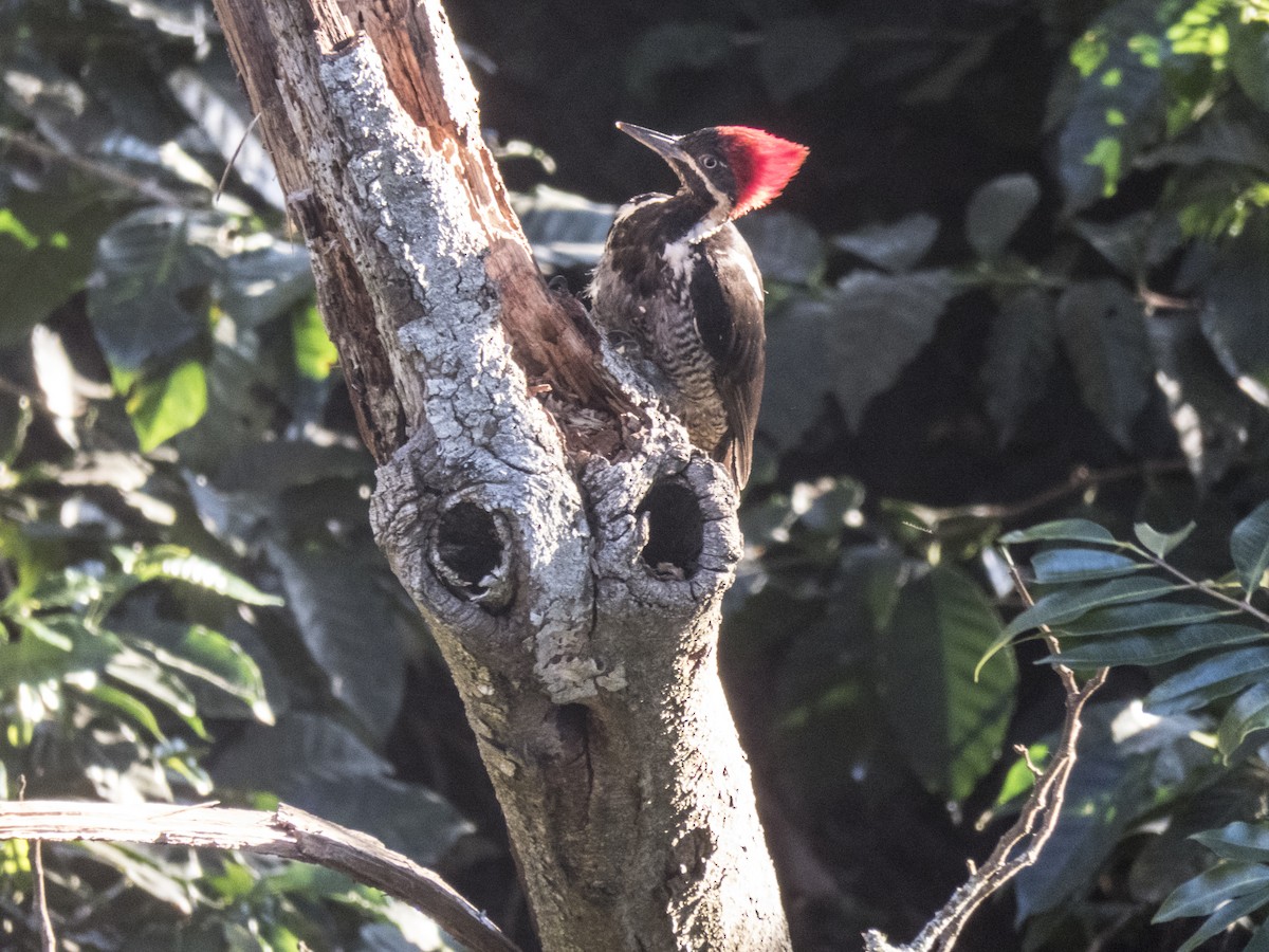 Lineated Woodpecker - Fernando Ortiz