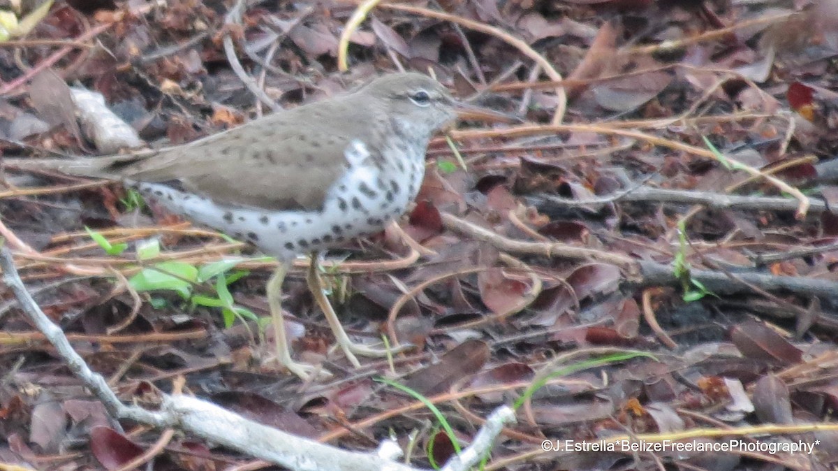 Spotted Sandpiper - ML99143681