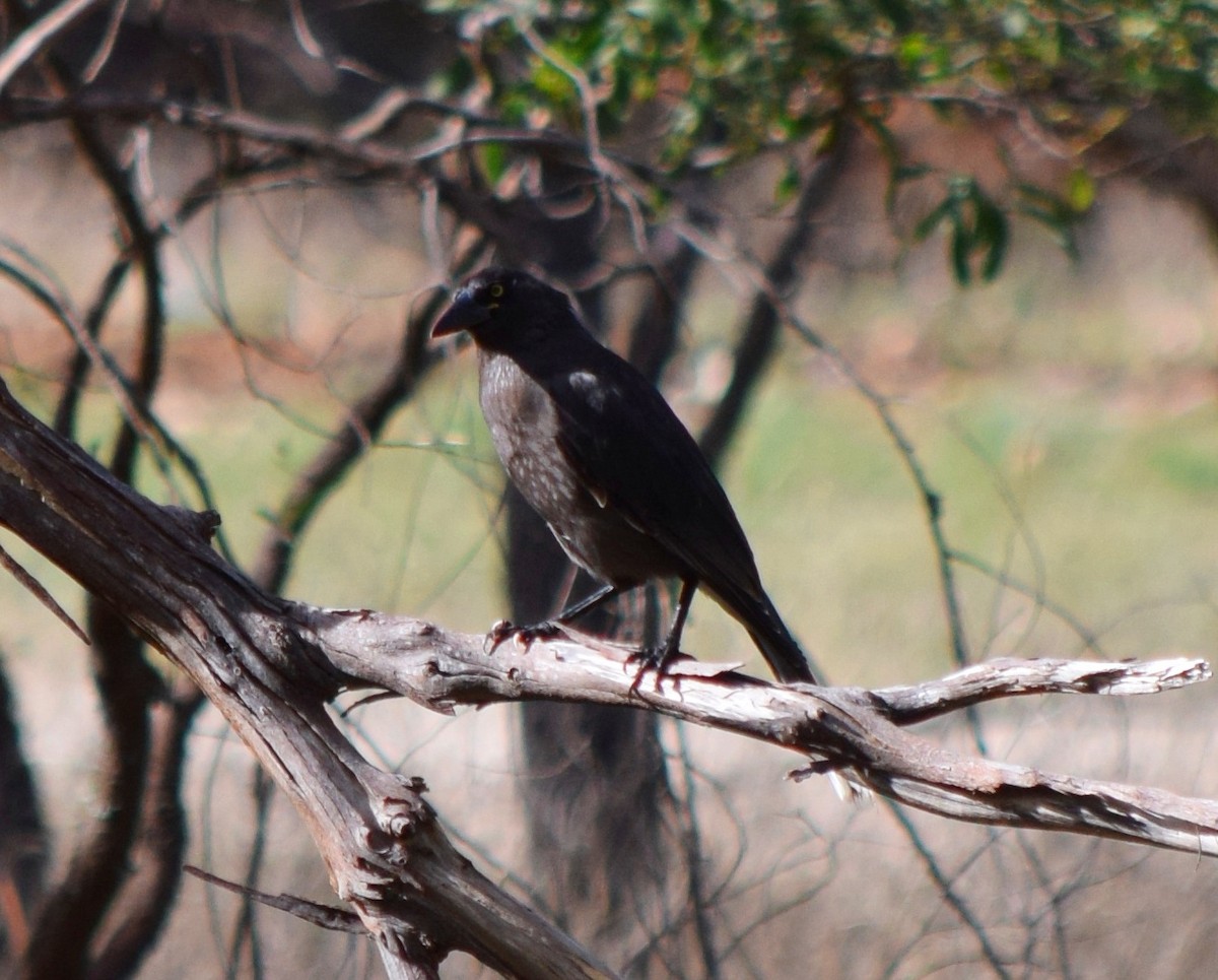 Gray Currawong - ML99144941