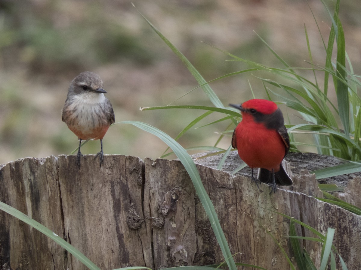 Vermilion Flycatcher - Fernando Ortiz