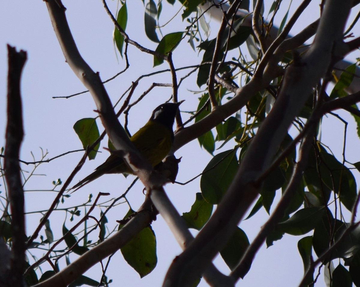 White-eared Honeyeater - ML99145471