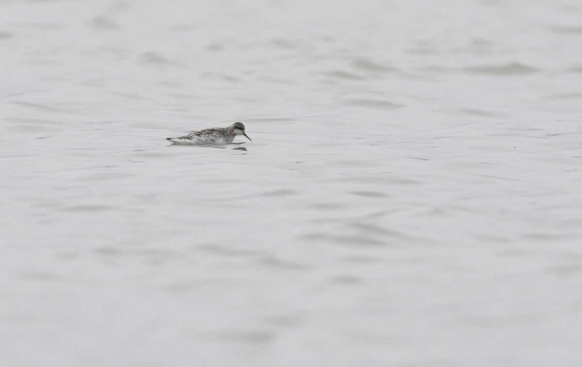 Red-necked Phalarope - ML99146481