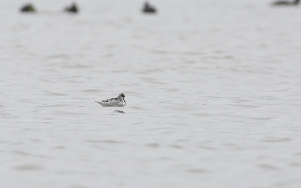 lyskonoh úzkozobý - ML99146551