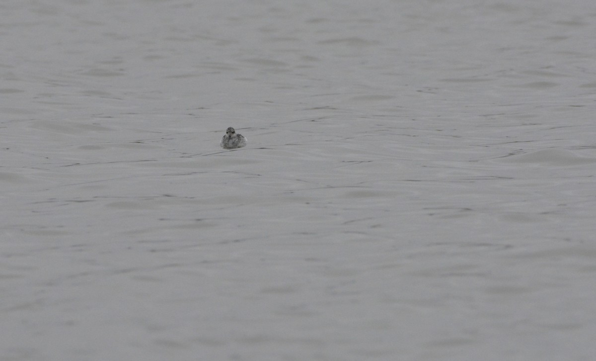 Red-necked Phalarope - ML99146911