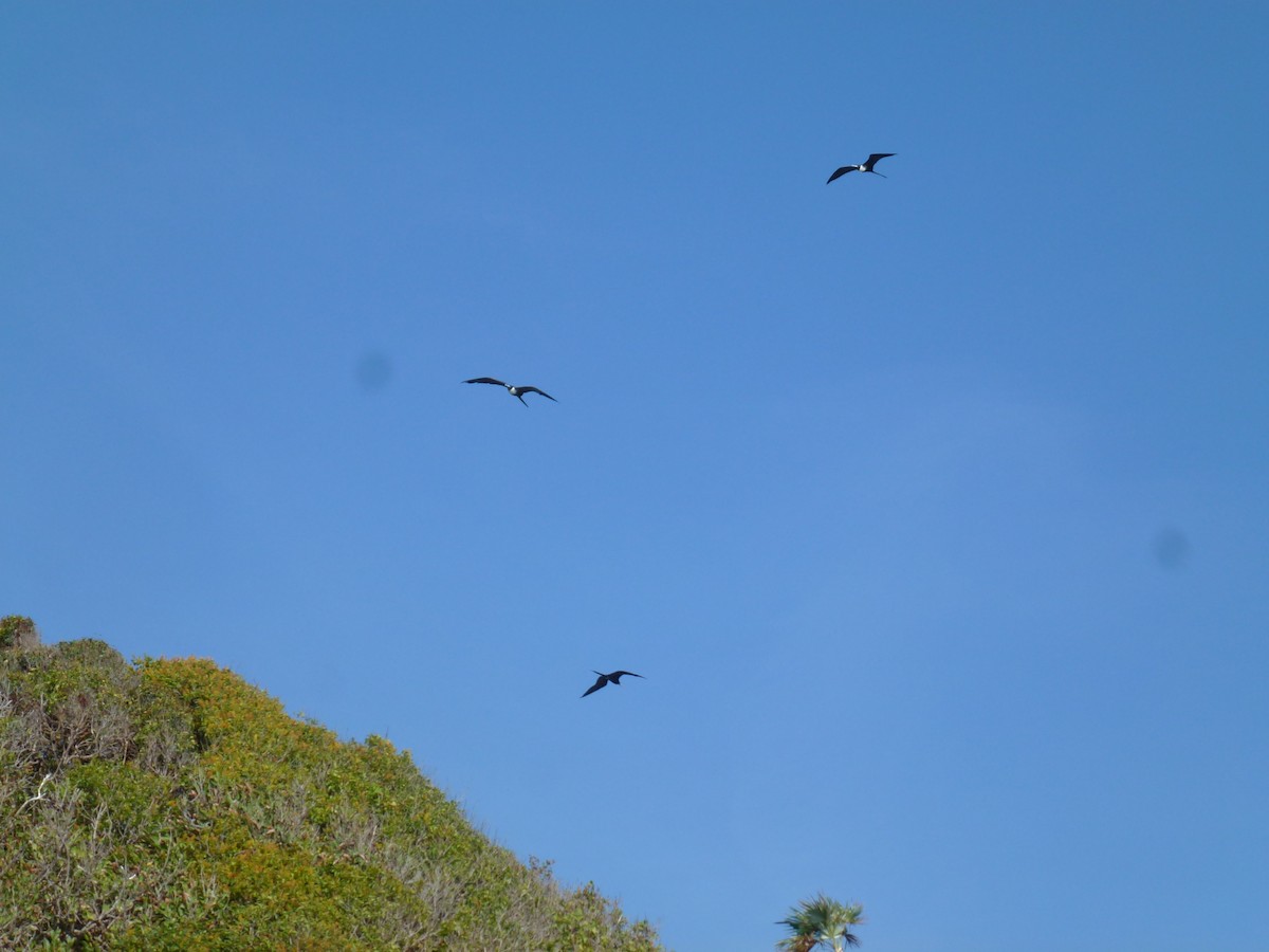 Magnificent Frigatebird - Vanburen Ward Bolivar