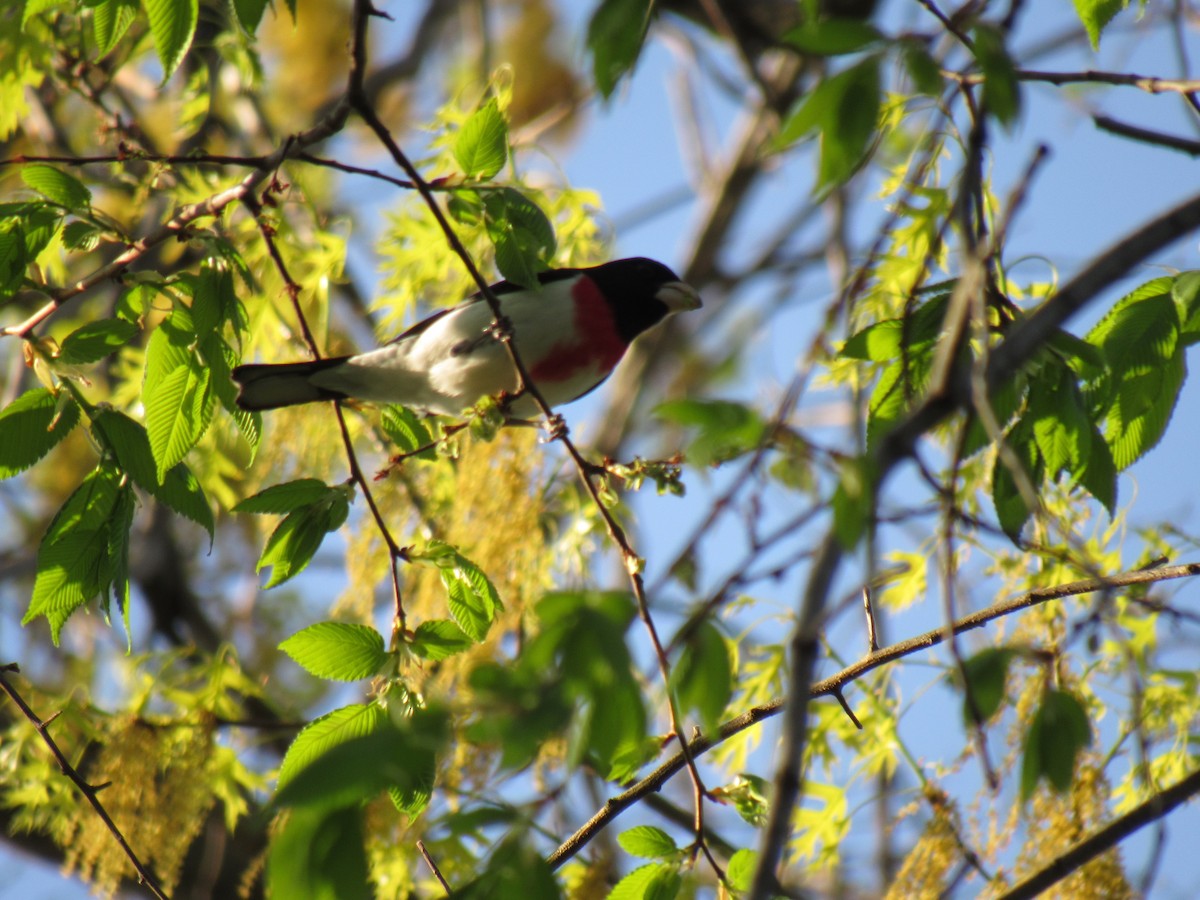 Rose-breasted Grosbeak - ML99147721