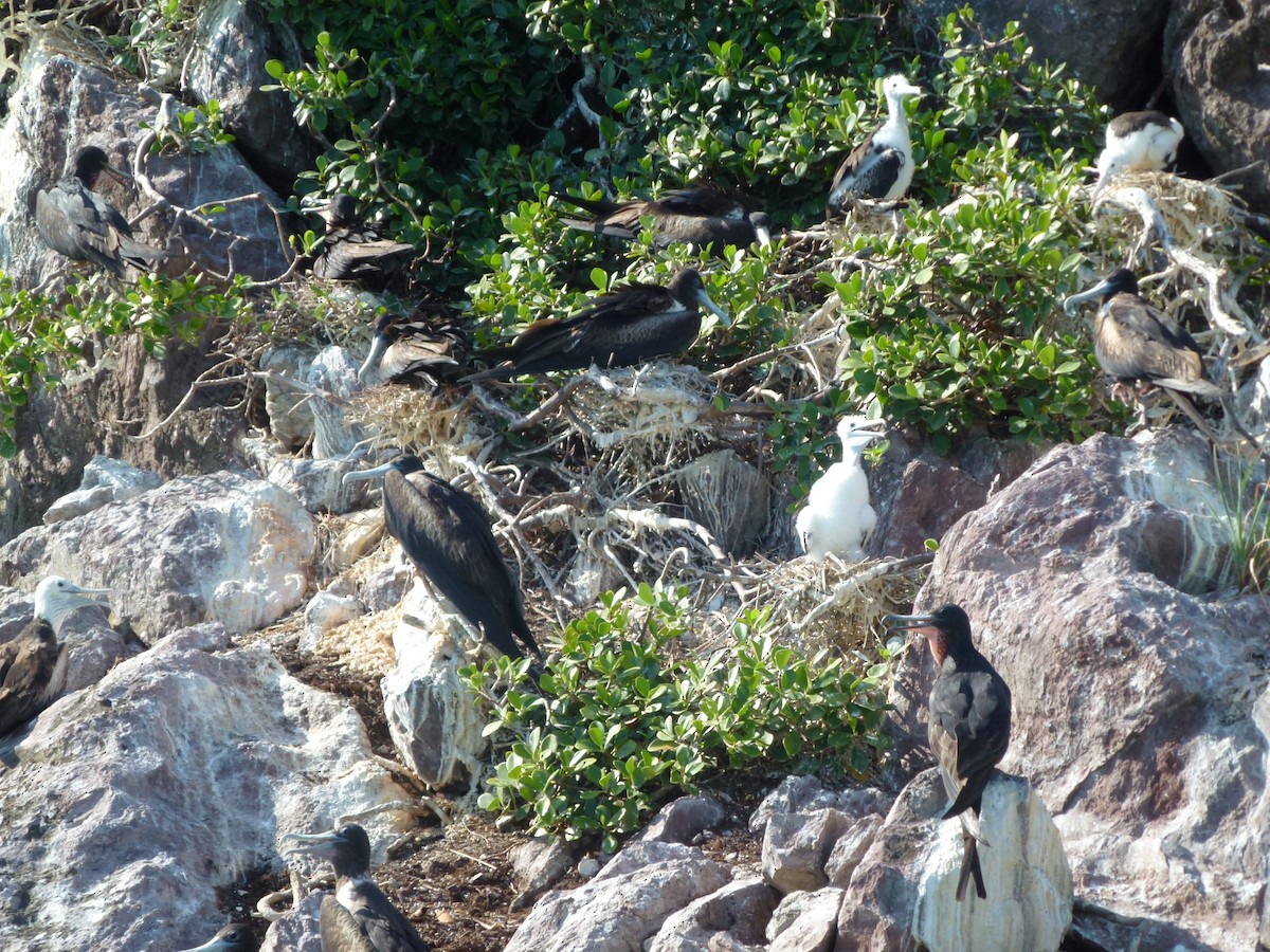 Magnificent Frigatebird - ML99148801