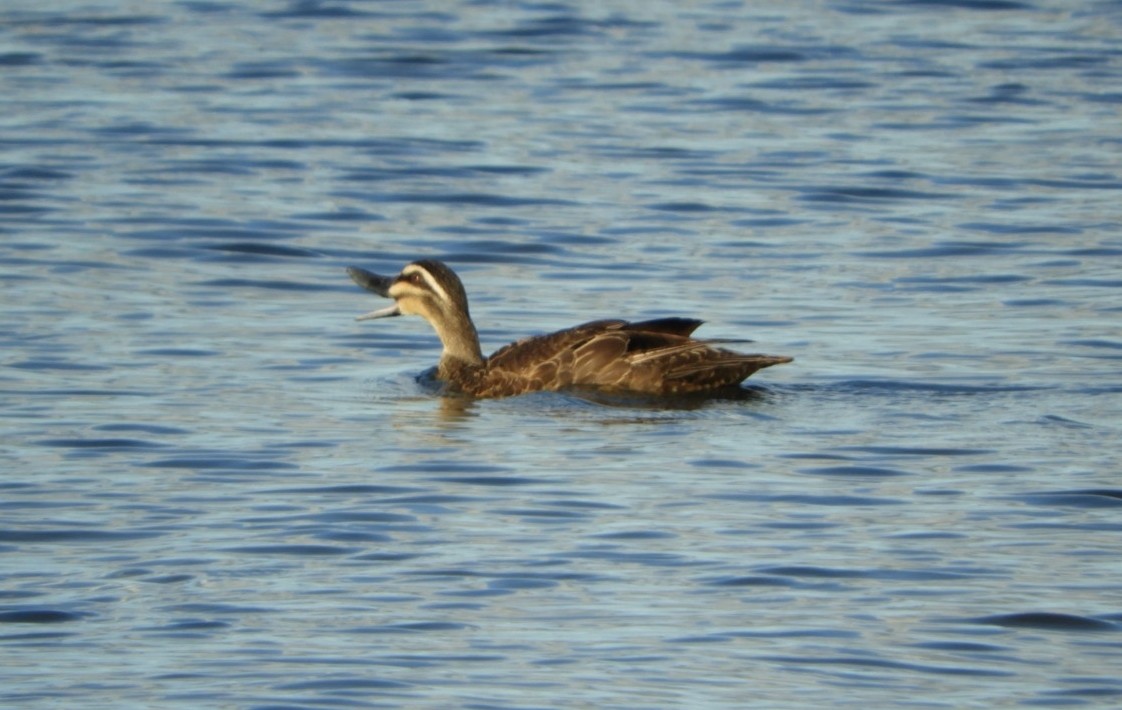 Pacific Black Duck - ML99149201