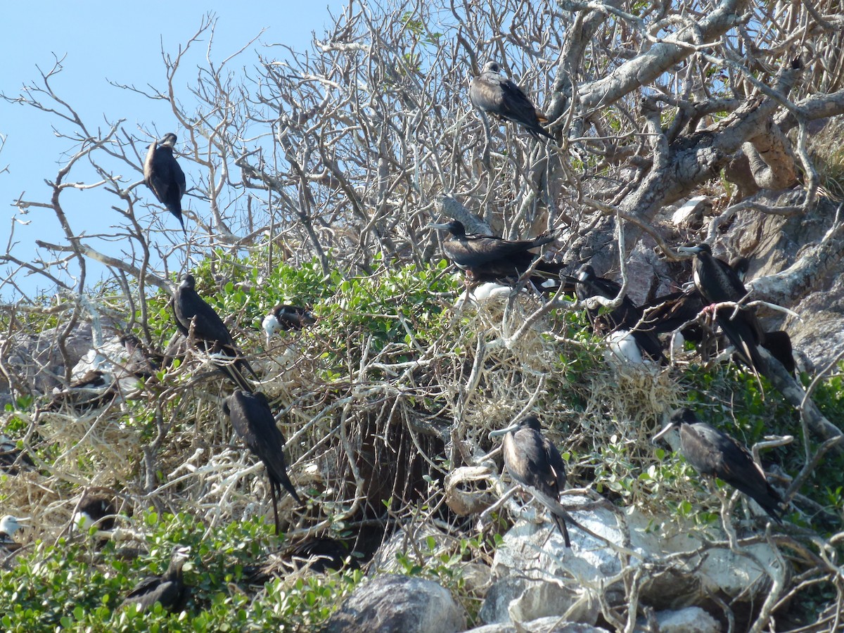 Magnificent Frigatebird - ML99149241