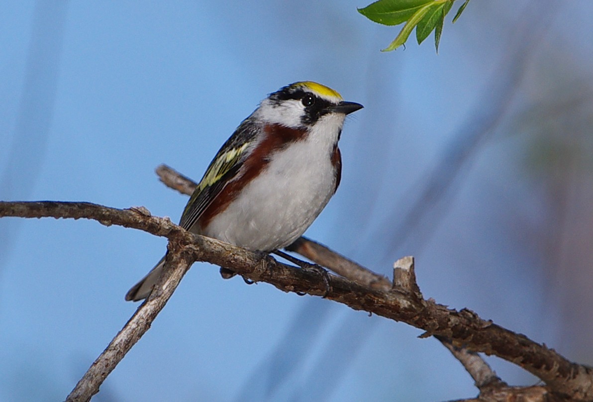 Chestnut-sided Warbler - ML99149611