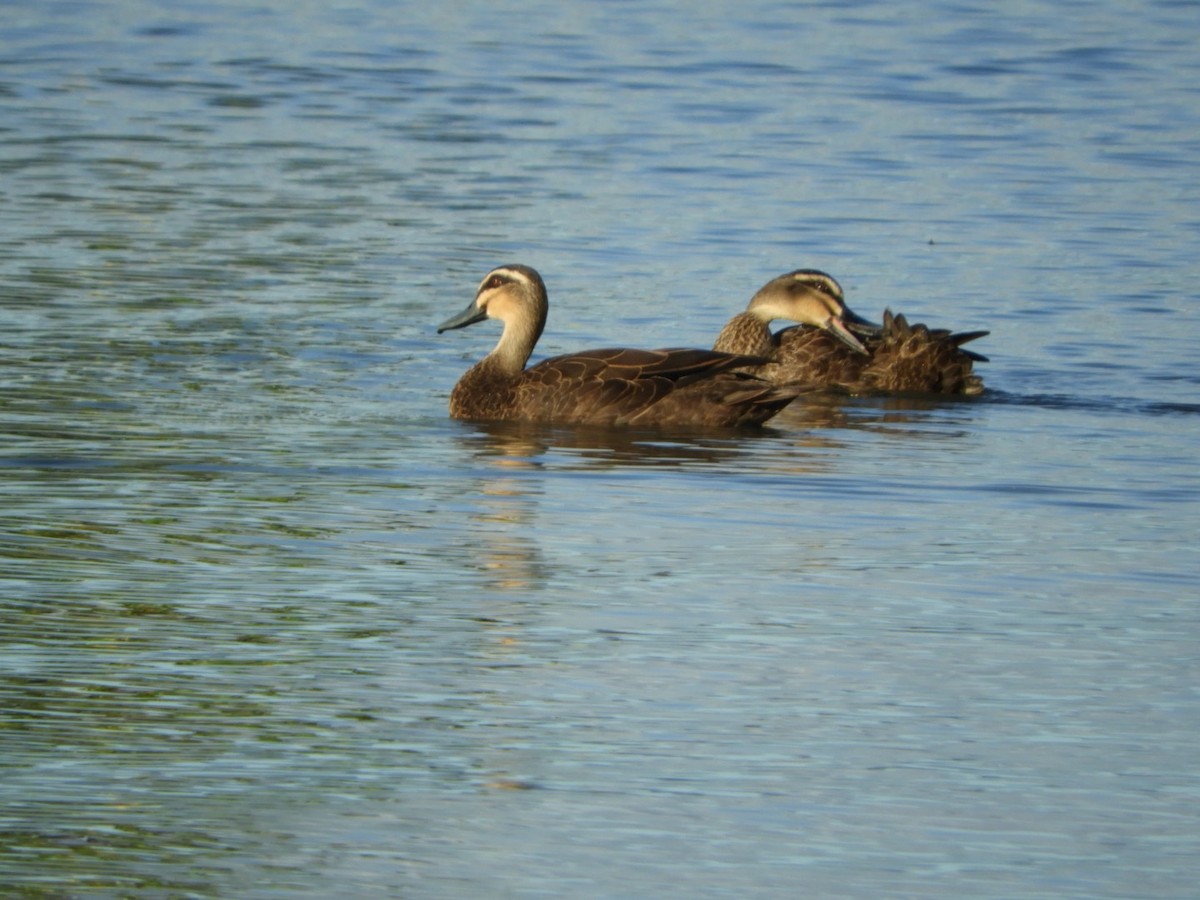 Pacific Black Duck - ML99149781