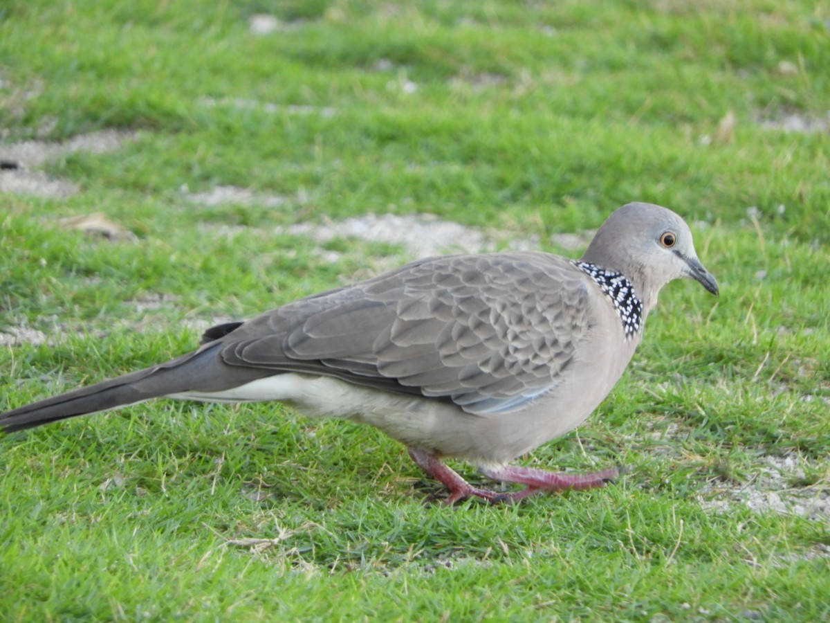 Spotted Dove - ML99149941