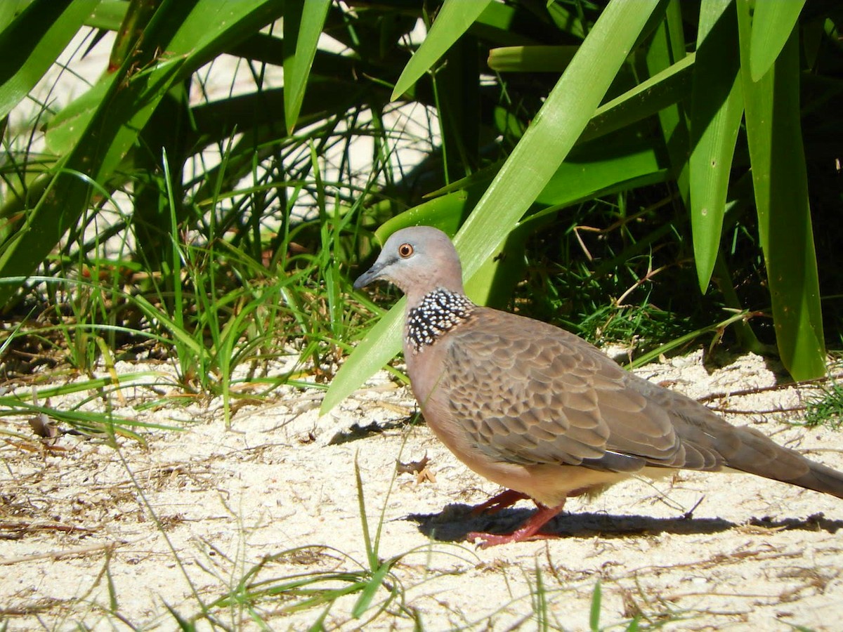 Spotted Dove - ML99150111