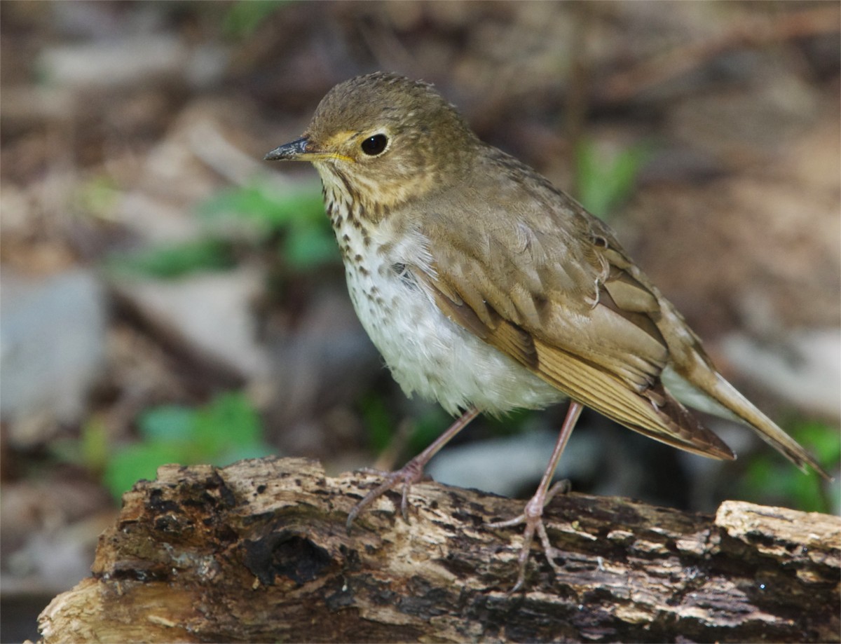 Swainson's Thrush - ML99150141