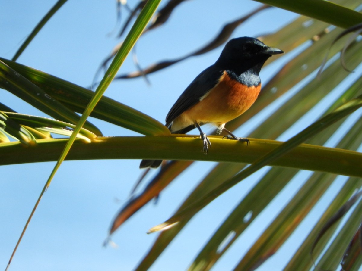 Vanikoro Flycatcher - ML99150421