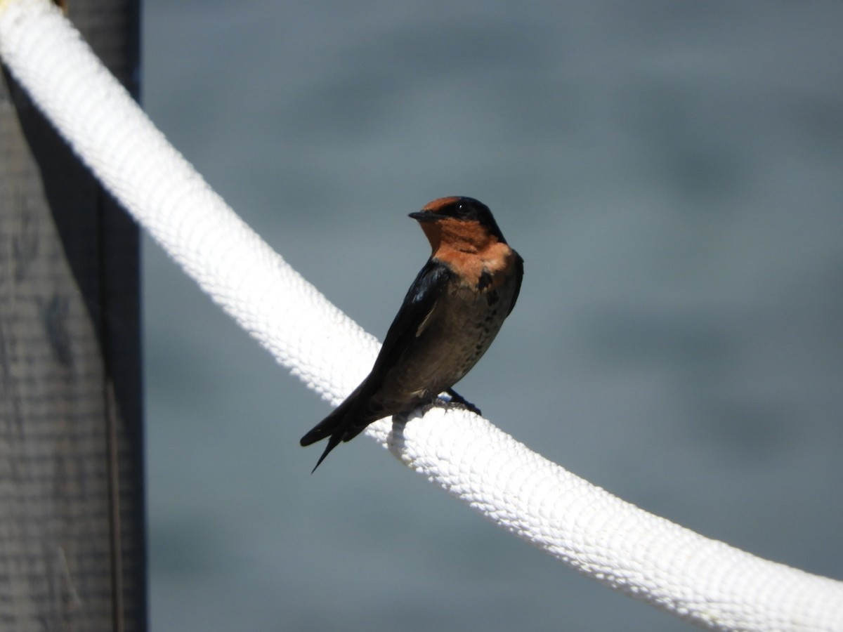 Pacific Swallow - ML99150671