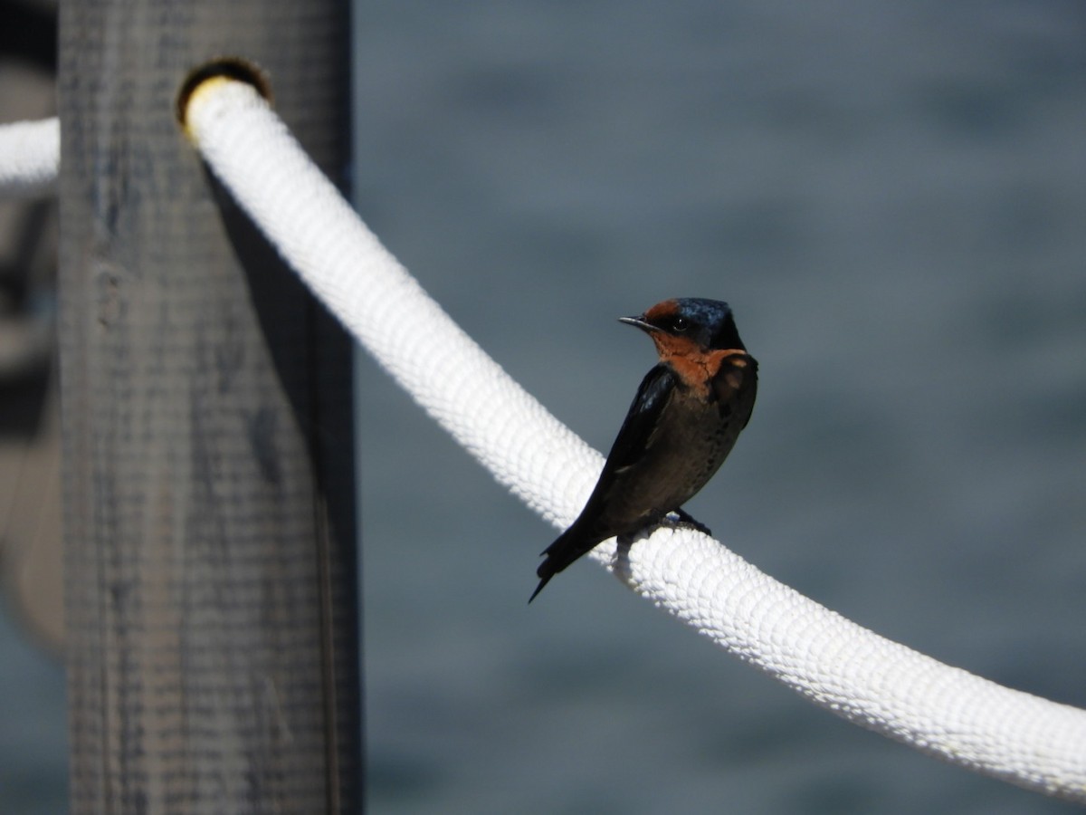 Pacific Swallow - ML99150751