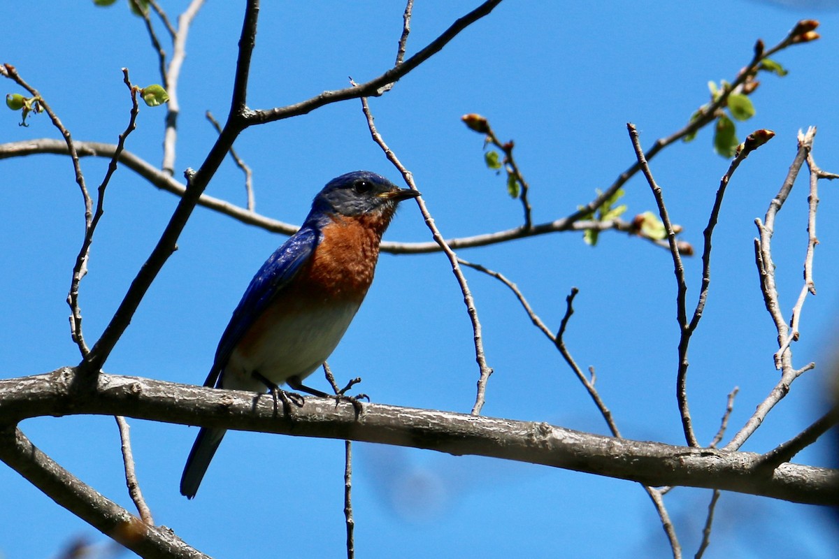 Eastern Bluebird - ML99150781