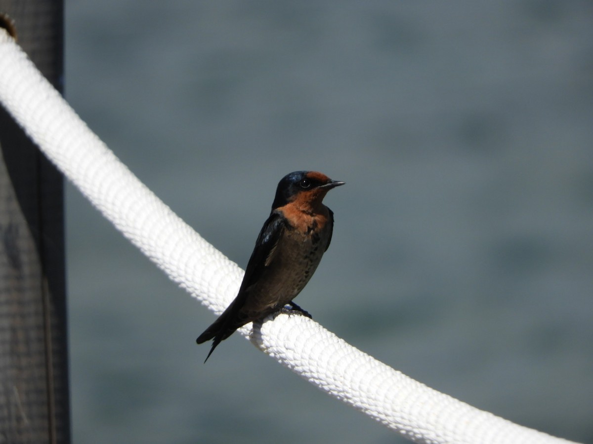 Pacific Swallow - ML99150941