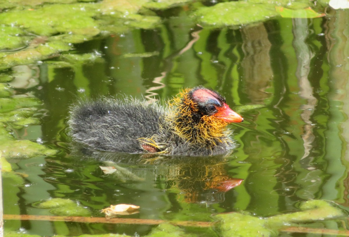 American Coot - Anonymous